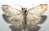  ( - 16-SRNP-103085)  @13 [ ] CreativeCommons  Attribution Non-Commercial Share-Alike (2017) Daniel H. Janzen Guanacaste Dry Forest Conservation Fund