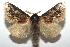  ( - 16-SRNP-103118)  @14 [ ] CreativeCommons  Attribution Non-Commercial Share-Alike (2017) Daniel H. Janzen Guanacaste Dry Forest Conservation Fund