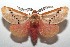  ( - 16-SRNP-103122)  @14 [ ] CreativeCommons  Attribution Non-Commercial Share-Alike (2017) Daniel H. Janzen Guanacaste Dry Forest Conservation Fund