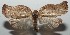  ( - 16-SRNP-103142)  @13 [ ] CreativeCommons  Attribution Non-Commercial Share-Alike (2017) Daniel H. Janzen Guanacaste Dry Forest Conservation Fund
