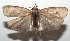  ( - 16-SRNP-103146)  @13 [ ] CreativeCommons  Attribution Non-Commercial Share-Alike (2017) Daniel H. Janzen Guanacaste Dry Forest Conservation Fund