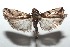  ( - 16-SRNP-103184)  @13 [ ] CreativeCommons  Attribution Non-Commercial Share-Alike (2017) Daniel H. Janzen Guanacaste Dry Forest Conservation Fund