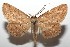  ( - 16-SRNP-103208)  @14 [ ] CreativeCommons  Attribution Non-Commercial Share-Alike (2017) Daniel H. Janzen Guanacaste Dry Forest Conservation Fund