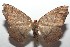  (Sabulodes bilineata - 16-SRNP-103211)  @14 [ ] CreativeCommons  Attribution Non-Commercial Share-Alike (2017) Daniel H. Janzen Guanacaste Dry Forest Conservation Fund