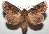  ( - 16-SRNP-103255)  @15 [ ] CreativeCommons  Attribution Non-Commercial Share-Alike (2017) Daniel H. Janzen Guanacaste Dry Forest Conservation Fund