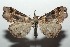  (Lascoria Poole05DHJ02 - 16-SRNP-103282)  @14 [ ] CreativeCommons  Attribution Non-Commercial Share-Alike (2017) Daniel H. Janzen Guanacaste Dry Forest Conservation Fund