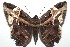  ( - 16-SRNP-103284)  @14 [ ] CreativeCommons  Attribution Non-Commercial Share-Alike (2017) Daniel H. Janzen Guanacaste Dry Forest Conservation Fund