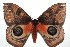  ( - 16-SRNP-103291)  @11 [ ] CreativeCommons  Attribution Non-Commercial Share-Alike (2017) Daniel H. Janzen Guanacaste Dry Forest Conservation Fund