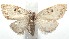  (Callinola Sullivan3218 - 16-SRNP-103325)  @11 [ ] CreativeCommons  Attribution Non-Commercial Share-Alike (2017) Daniel H. Janzen Guanacaste Dry Forest Conservation Fund