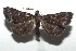  ( - 16-SRNP-103359)  @14 [ ] CreativeCommons  Attribution Non-Commercial Share-Alike (2017) Daniel H. Janzen Guanacaste Dry Forest Conservation Fund