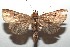  (Eriopyga macrolepia - 16-SRNP-103369)  @14 [ ] CreativeCommons  Attribution Non-Commercial Share-Alike (2017) Daniel H. Janzen Guanacaste Dry Forest Conservation Fund