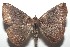  ( - 16-SRNP-103383)  @13 [ ] CreativeCommons  Attribution Non-Commercial Share-Alike (2017) Daniel H. Janzen Guanacaste Dry Forest Conservation Fund