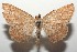  ( - 16-SRNP-103388)  @14 [ ] CreativeCommons  Attribution Non-Commercial Share-Alike (2017) Daniel H. Janzen Guanacaste Dry Forest Conservation Fund