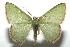  ( - 16-SRNP-103395)  @13 [ ] CreativeCommons  Attribution Non-Commercial Share-Alike (2017) Daniel H. Janzen Guanacaste Dry Forest Conservation Fund