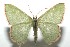  ( - 16-SRNP-103396)  @13 [ ] CreativeCommons  Attribution Non-Commercial Share-Alike (2017) Daniel H. Janzen Guanacaste Dry Forest Conservation Fund