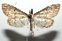  ( - 16-SRNP-103404)  @13 [ ] CreativeCommons  Attribution Non-Commercial Share-Alike (2017) Daniel H. Janzen Guanacaste Dry Forest Conservation Fund