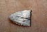 ( - 07-SRNP-41239)  @13 [ ] CreativeCommons  Attribution Non-Commercial Share-Alike (2017) Daniel H. Janzen Guanacaste Dry Forest Conservation Fund