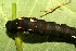  ( - 10-SRNP-65061)  @12 [ ] CreativeCommons - Attribution Non-Commercial Share-Alike (2013) Daniel H. Janzen Guanacaste Dry Forest Conservation Fund