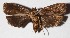  ( - 14-SRNP-1616)  @13 [ ] CreativeCommons  Attribution Non-Commercial Share-Alike (2017) Daniel H. Janzen Guanacaste Dry Forest Conservation Fund