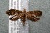  (Polyortha Janzen226 - 14-SRNP-1625)  @14 [ ] CreativeCommons  Attribution Non-Commercial Share-Alike (2017) Daniel H. Janzen Guanacaste Dry Forest Conservation Fund