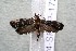  ( - 14-SRNP-1723)  @13 [ ] CreativeCommons  Attribution Non-Commercial Share-Alike (2017) Daniel H. Janzen Guanacaste Dry Forest Conservation Fund