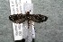  ( - 14-SRNP-1728)  @13 [ ] CreativeCommons  Attribution Non-Commercial Share-Alike (2017) Daniel H. Janzen Guanacaste Dry Forest Conservation Fund