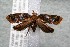  ( - 14-SRNP-1813)  @14 [ ] CreativeCommons  Attribution Non-Commercial Share-Alike (2017) Daniel H. Janzen Guanacaste Dry Forest Conservation Fund