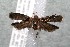  ( - 14-SRNP-2122)  @13 [ ] CreativeCommons  Attribution Non-Commercial Share-Alike (2017) Daniel H. Janzen Guanacaste Dry Forest Conservation Fund