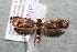  ( - 14-SRNP-2380)  @14 [ ] CreativeCommons  Attribution Non-Commercial Share-Alike (2017) Daniel H. Janzen Guanacaste Dry Forest Conservation Fund