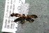  ( - 14-SRNP-2899)  @13 [ ] CreativeCommons  Attribution Non-Commercial Share-Alike (2017) Daniel H. Janzen Guanacaste Dry Forest Conservation Fund