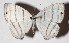  ( - 14-SRNP-30025)  @13 [ ] CreativeCommons  Attribution Non-Commercial Share-Alike (2017) Daniel H. Janzen Guanacaste Dry Forest Conservation Fund