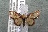  (Idaea Malaise7473 - 14-SRNP-30153)  @14 [ ] CreativeCommons  Attribution Non-Commercial Share-Alike (2017) Daniel H. Janzen Guanacaste Dry Forest Conservation Fund