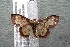  ( - 14-SRNP-30203)  @14 [ ] CreativeCommons  Attribution Non-Commercial Share-Alike (2017) Daniel H. Janzen Guanacaste Dry Forest Conservation Fund