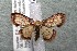  ( - 14-SRNP-30215)  @14 [ ] CreativeCommons  Attribution Non-Commercial Share-Alike (2017) Daniel H. Janzen Guanacaste Dry Forest Conservation Fund