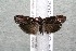  ( - 14-SRNP-3024)  @14 [ ] CreativeCommons  Attribution Non-Commercial Share-Alike (2017) Daniel H. Janzen Guanacaste Dry Forest Conservation Fund