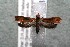  ( - 14-SRNP-30301)  @14 [ ] CreativeCommons  Attribution Non-Commercial Share-Alike (2017) Daniel H. Janzen Guanacaste Dry Forest Conservation Fund