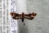  ( - 14-SRNP-30303)  @13 [ ] CreativeCommons  Attribution Non-Commercial Share-Alike (2017) Daniel H. Janzen Guanacaste Dry Forest Conservation Fund