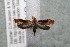  ( - 14-SRNP-30369)  @13 [ ] CreativeCommons  Attribution Non-Commercial Share-Alike (2017) Daniel H. Janzen Guanacaste Dry Forest Conservation Fund