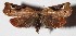  ( - 14-SRNP-30537)  @14 [ ] CreativeCommons  Attribution Non-Commercial Share-Alike (2017) Daniel H. Janzen Guanacaste Dry Forest Conservation Fund