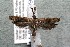  ( - 14-SRNP-30929)  @13 [ ] CreativeCommons  Attribution Non-Commercial Share-Alike (2017) Daniel H. Janzen Guanacaste Dry Forest Conservation Fund