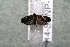  ( - 14-SRNP-31287)  @11 [ ] CreativeCommons  Attribution Non-Commercial Share-Alike (2017) Daniel H. Janzen Guanacaste Dry Forest Conservation Fund
