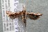  ( - 14-SRNP-31292)  @13 [ ] CreativeCommons  Attribution Non-Commercial Share-Alike (2017) Daniel H. Janzen Guanacaste Dry Forest Conservation Fund