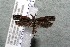  (Dichomeris Janzen08 - 14-SRNP-31421)  @14 [ ] CreativeCommons  Attribution Non-Commercial Share-Alike (2017) Daniel H. Janzen Guanacaste Dry Forest Conservation Fund