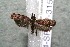  ( - 14-SRNP-3159)  @13 [ ] CreativeCommons  Attribution Non-Commercial Share-Alike (2017) Daniel H. Janzen Guanacaste Dry Forest Conservation Fund