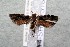  ( - 14-SRNP-3163)  @13 [ ] CreativeCommons  Attribution Non-Commercial Share-Alike (2017) Daniel H. Janzen Guanacaste Dry Forest Conservation Fund