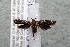  ( - 14-SRNP-3496)  @12 [ ] CreativeCommons  Attribution Non-Commercial Share-Alike (2017) Daniel H. Janzen Guanacaste Dry Forest Conservation Fund