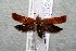  ( - 14-SRNP-3524)  @13 [ ] CreativeCommons  Attribution Non-Commercial Share-Alike (2017) Daniel H. Janzen Guanacaste Dry Forest Conservation Fund