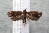  ( - 14-SRNP-3679)  @14 [ ] CreativeCommons  Attribution Non-Commercial Share-Alike (2017) Daniel H. Janzen Guanacaste Dry Forest Conservation Fund