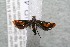  ( - 14-SRNP-40026)  @13 [ ] CreativeCommons  Attribution Non-Commercial Share-Alike (2017) Daniel H. Janzen Guanacaste Dry Forest Conservation Fund