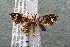  (Hydriomena Janzen209 - 14-SRNP-40279)  @13 [ ] CreativeCommons  Attribution Non-Commercial Share-Alike (2017) Daniel H. Janzen Guanacaste Dry Forest Conservation Fund